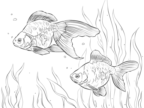 Ryukin Goldfishes  Coloring Page